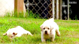 THE BIGGEST DOGS In The World
