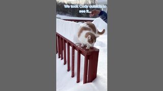 funny cat, OOh no no.. (Tiktok)