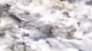 Incredibly hilarious animal moments #27.mp4