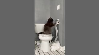 funny cats (Tiktok) the end