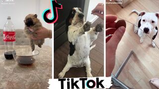 funniest dog tiktok videos