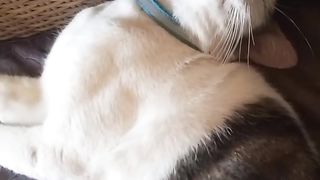 Kucing tidur ngorok