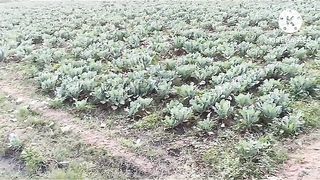 #How to grow winter vegetables