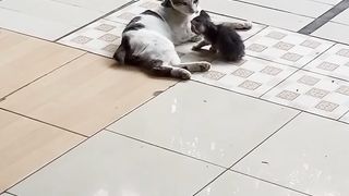 Nemo dan sicurut