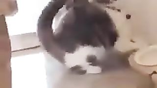 KLAKUAN ABSURD HEWAANNII???????? 3