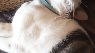 Sleep cat