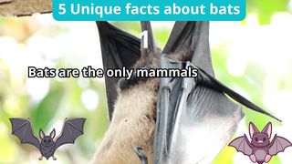 5 Unique Facts about bats