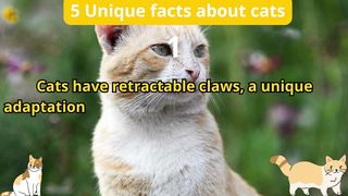 5 Unique Facts about cats