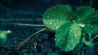 Gurgling rain water