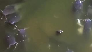 Sedikit ulasan tentang penyakit KUMIS KERITING pada ikan lele, semoga bermanfaat