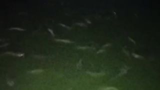 Sekiranya ikan lele kenyang jangan dilempari pakan terus, lele bisa menggantung