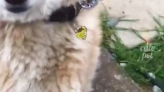 KLAKUAN ABSURD HEWAANNII???????? 4