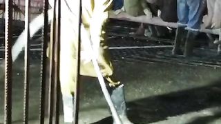Concrete vibrator