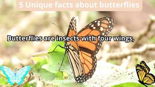 5 Unique Facts about butterflies