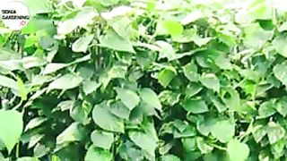Money plant Propagation _Money plant ko Cutting se Kaise lagaye ♥️♥️♥️