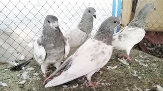 Gray lakha breading chicks breeder pair