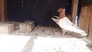 Golden nack red nack fancy American beautiful breeder pair