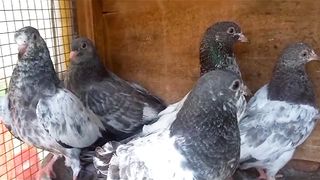 Beautiful pigeon tadeey rampuri young chicks