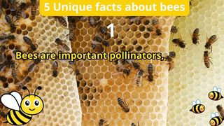 5 Unique Facts about bees