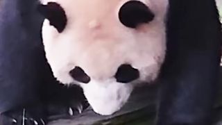 "Panda Fubao performs somersaults and executes the great shifting of the universe."
