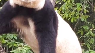 Panda Fu Bao climbs a tree in the People's Education Edition