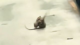 Mouse ki mastiyan enjoy funny video