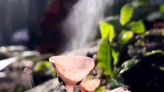 Jamur Spora Beracun Yang Sangat Berbahaya ????????