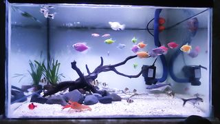 Ikan hias 3