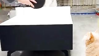 A cat who is good at table tennis