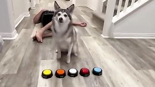 The dog recognizes colors