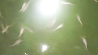 Jaga kualitas air kolam, tebar ulang probiotik, jangan lupa ganti air kolam kalau sudah waktunya