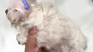 Are the bodies of the dogs are small hairy sizes