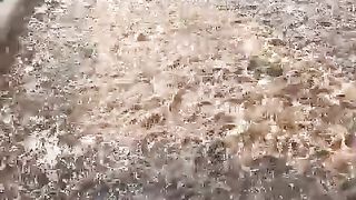 jangan kaget jika warna air kolam berbeda-beda dalam satu sektor kolam, yang penting air kolam tidak bau, ikan sehat, makan lahap, dan tumbuh cepat