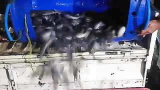 Bongkar ikan lele konsumsi siap pasar❗Semoga pangsa pasar didaerah kalian lancar
