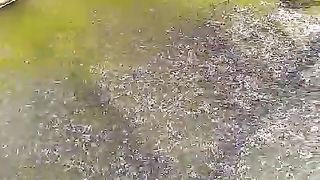 Ngopi ☕ pagi jadi lebih nikmat ketika lihat peliharaan sesehat ini selahap ini makanya