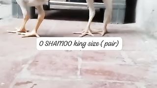Shamo Aseel hens