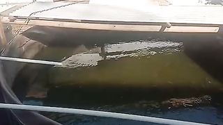 Kolam bulat D3 konvensional (tanpa sistem) tebar 1000 ekor, kalau dengan sistem (bioflok, RAS, kocor) mungkin bisa tebar 3000 ekor