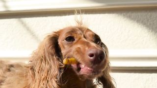 Culinary Bunny Tales | "Winston Eats a Yellow Carrot" - Epicurean Rabbit Adventures | FunFM