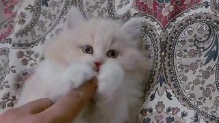 Cute kitten 16