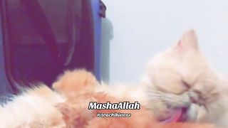 Cute kittens 7