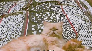 Cute kittens with mom