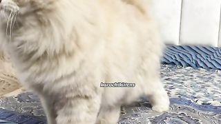 Cats kittens 2