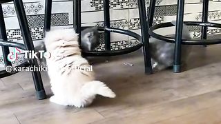 Cute kittens ????