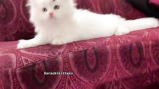 Cute kittens ???? 2