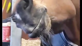 Equine Companions | "Horses Are Like Giant Dogs" - Unleashing Pet Love on a Grand Scale | FunFM