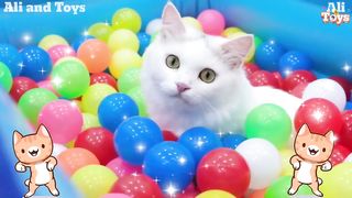 Kitten meow meow