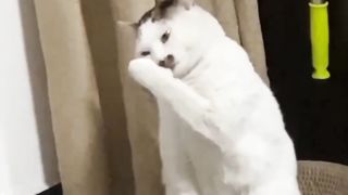 The cat is dancing the snake