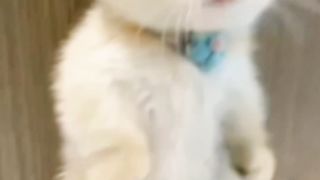 Kitten cute 5