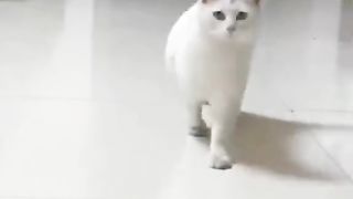 cats have a lot of behavior