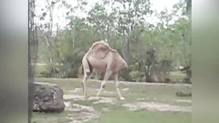 15 animals with creepy body anomalies